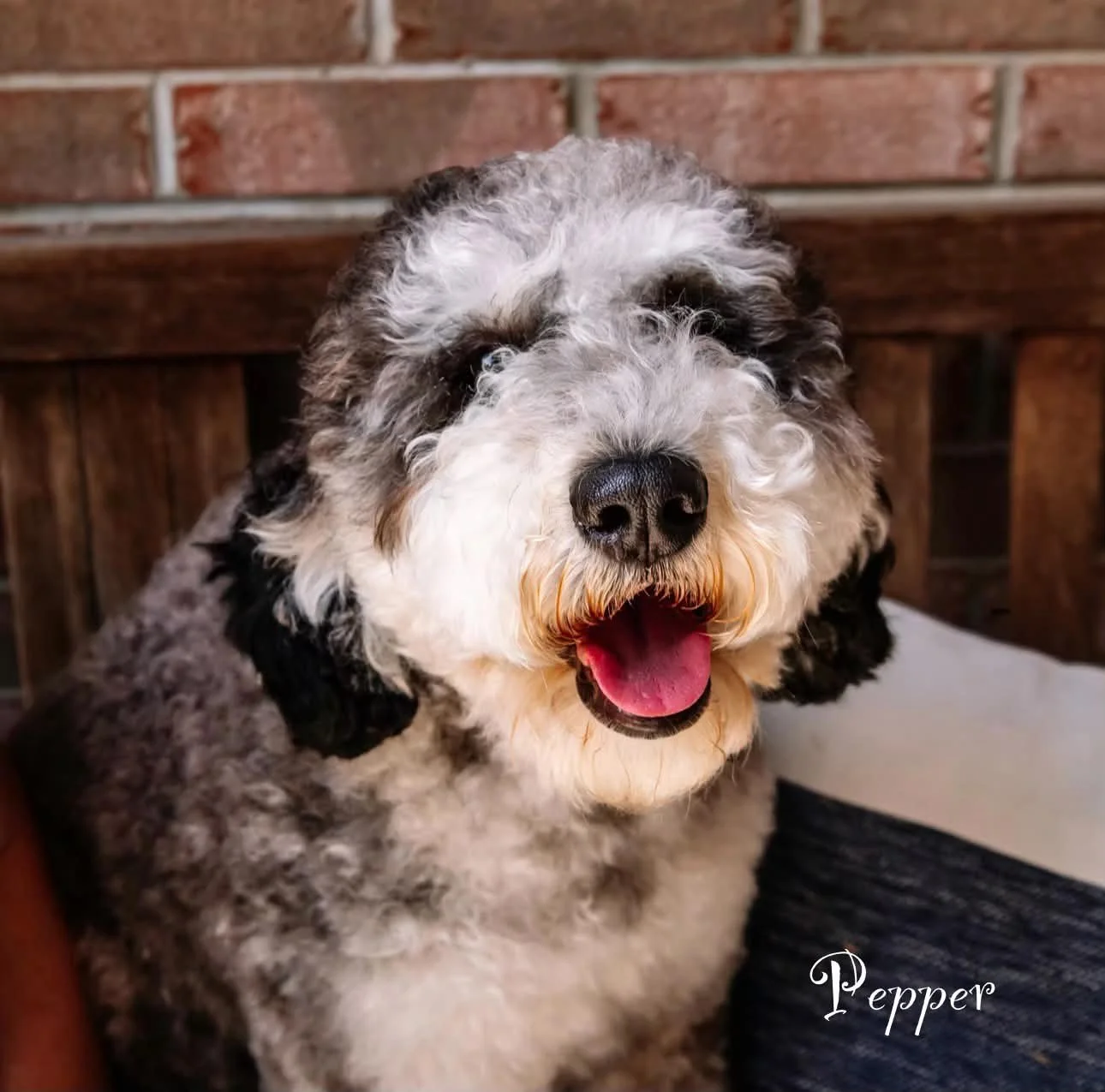 Pepper- Mini Bernedoodle