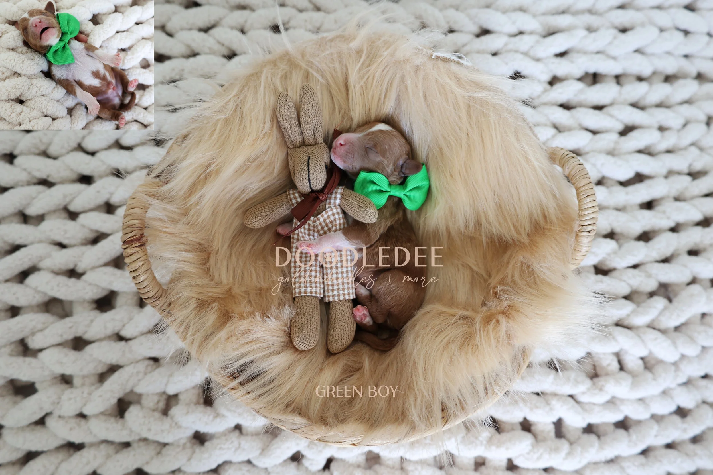 MIni English Goldendoodles