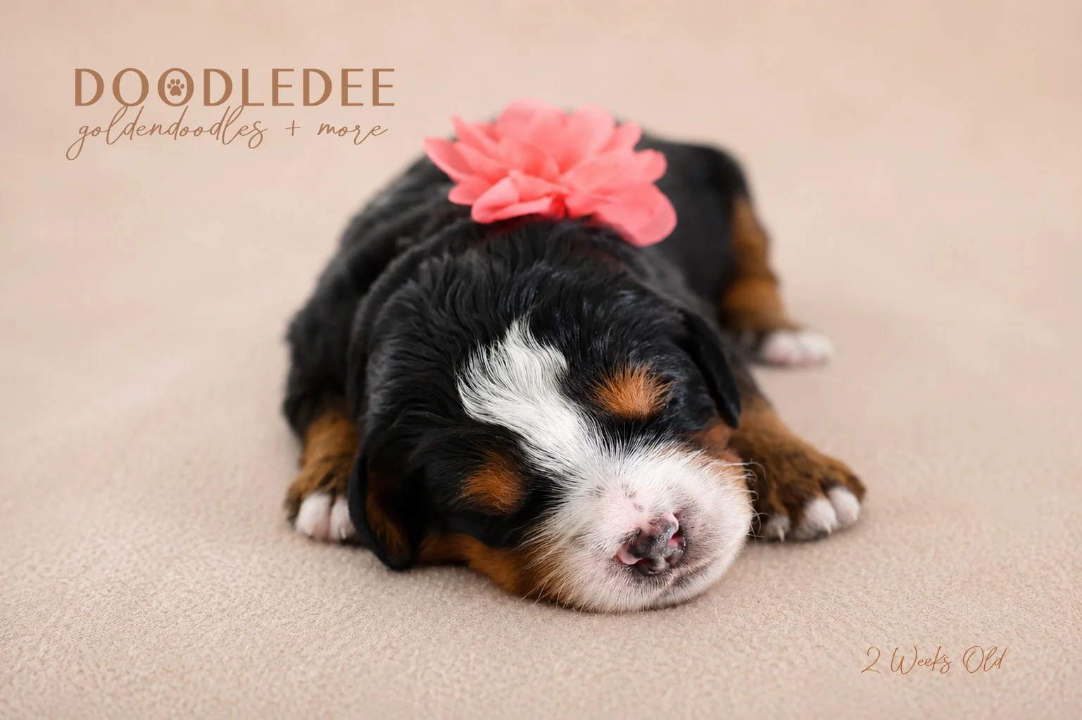 Mini Bernedoodle Puppies