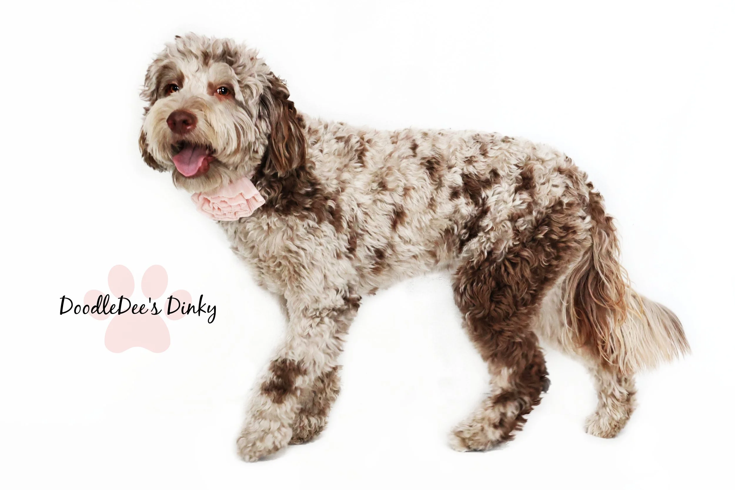 Chocolate Merle English Goldendoodle