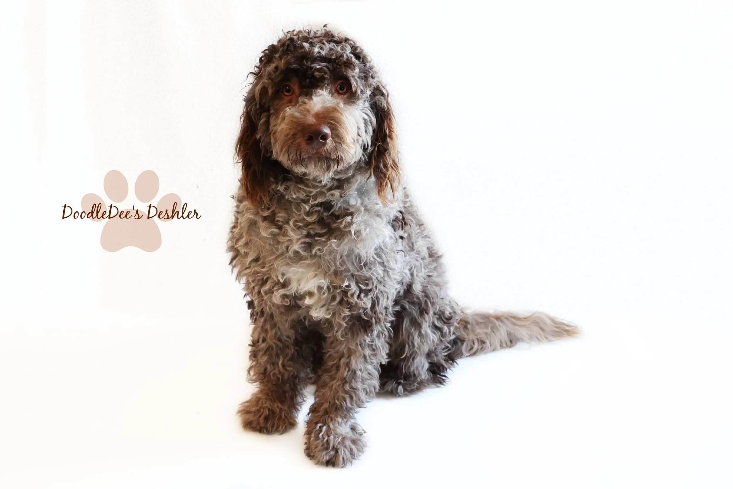 Chocolate Merle English Goldendoodle Stud