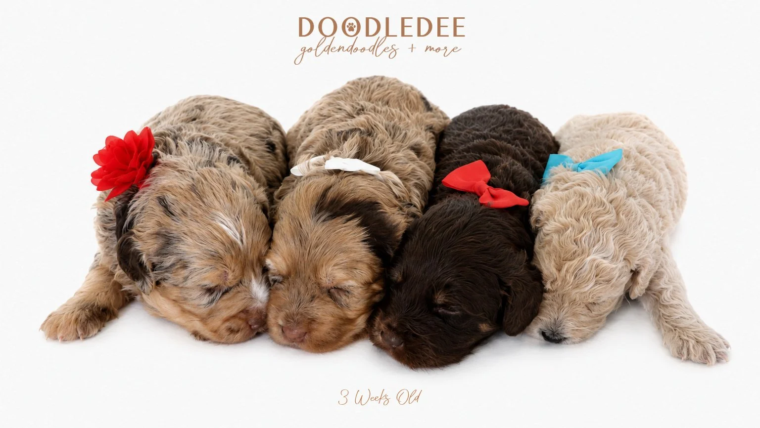 Petite English Goldendoodles