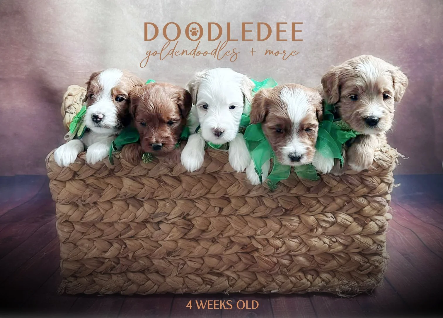 English Goldendoodle Puppies $3,000