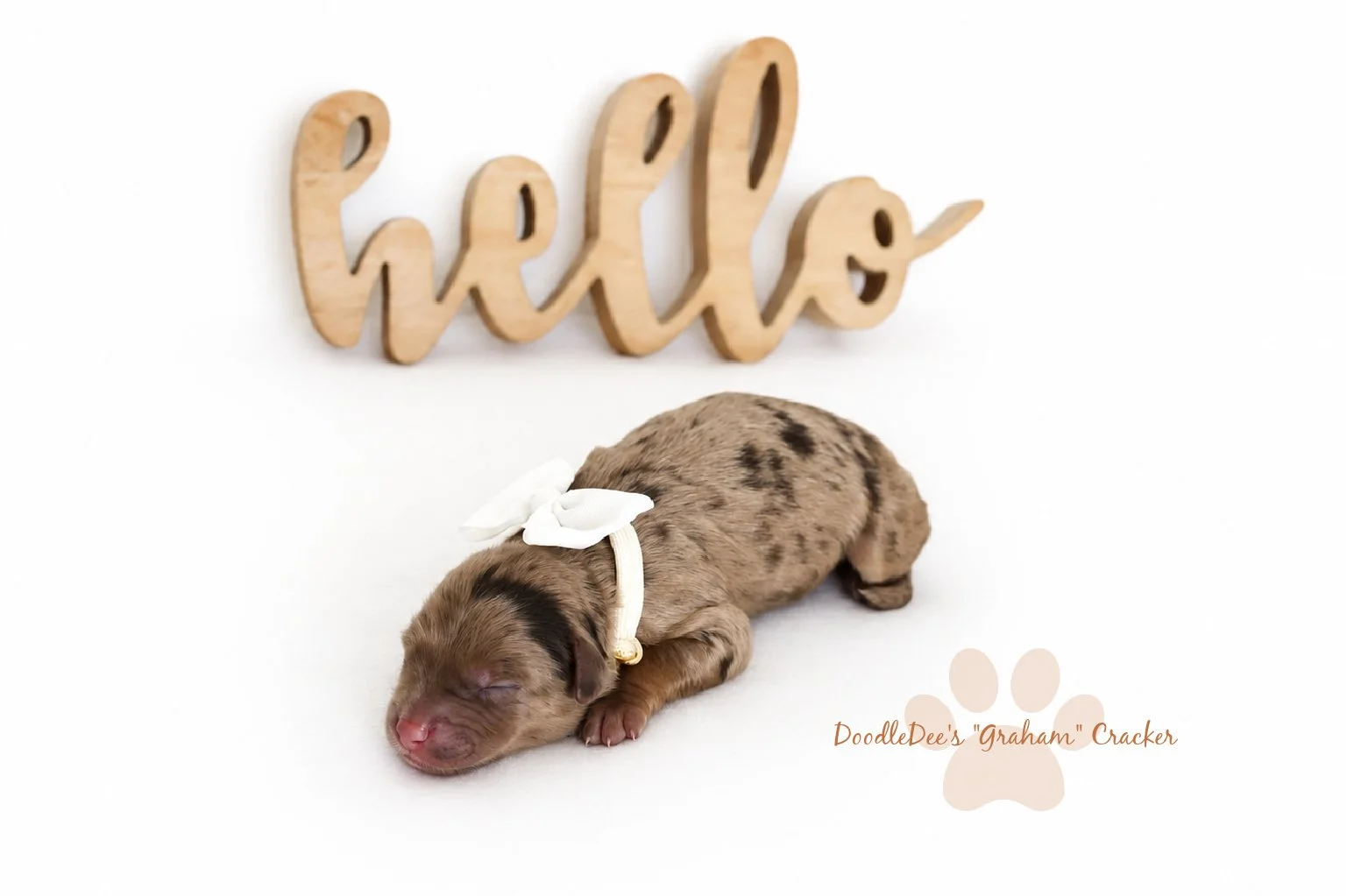 Petite Chocolate Phantom Merle English Goldendoodle