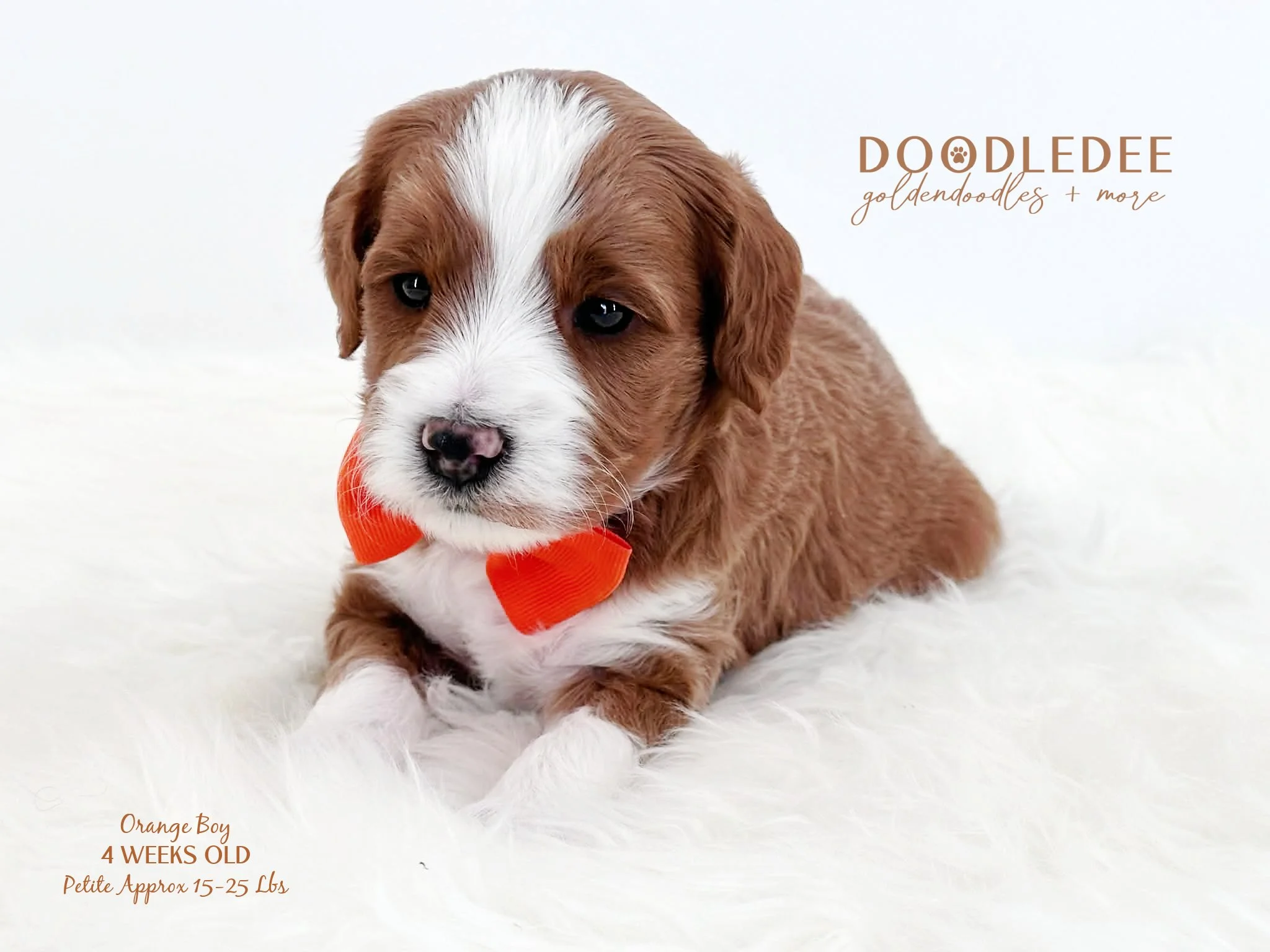 Petite English Goldendoodle SOLD