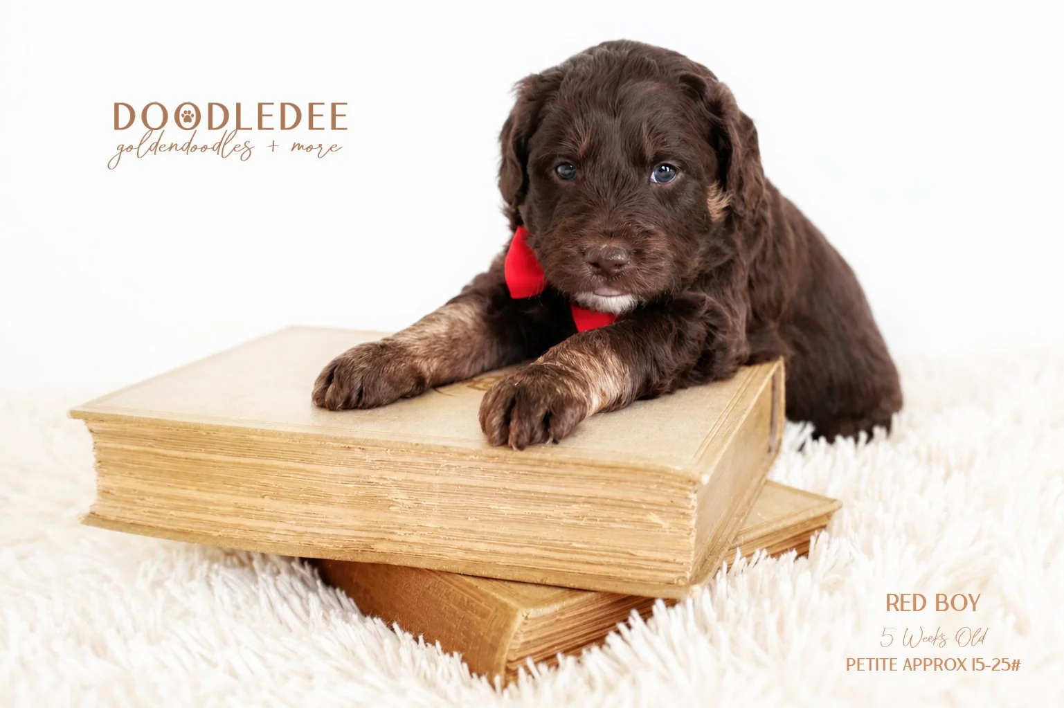 Petite English Goldendoodle | Mini English Goldendoodle AVAILABLE $3,500