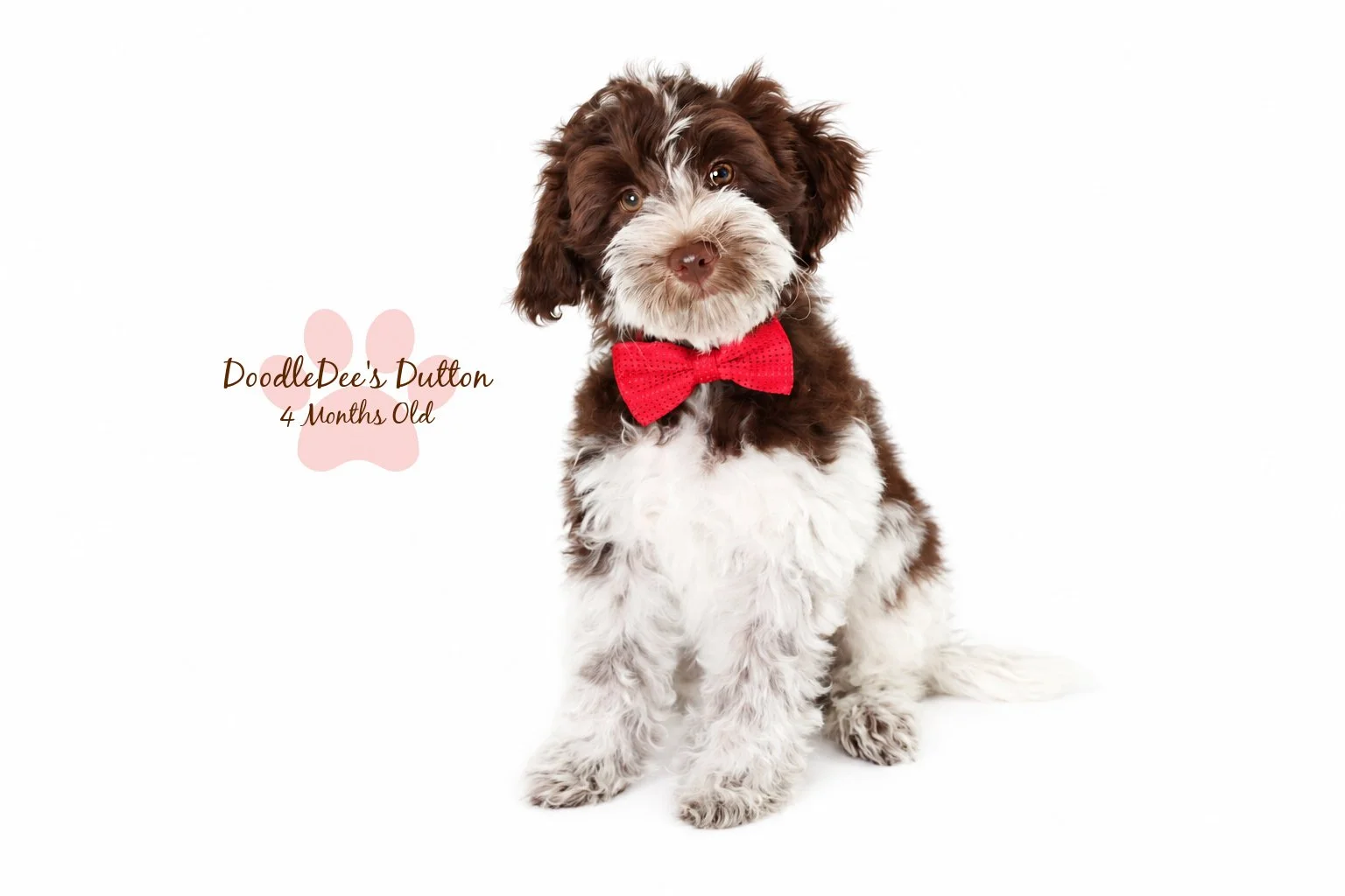 Chocolate Roan English Goldendoodle Stud |  10.2 Lbs