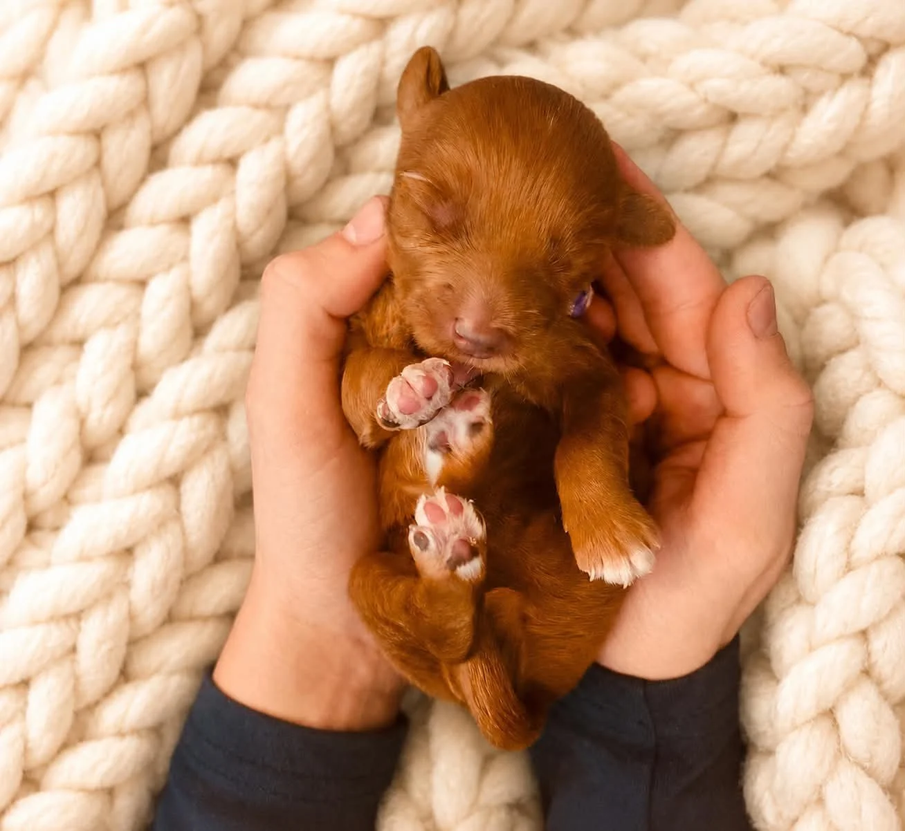 Bernedoodle Puppies for Sale in Indiana | English goldendoodle puppies for sale indiana