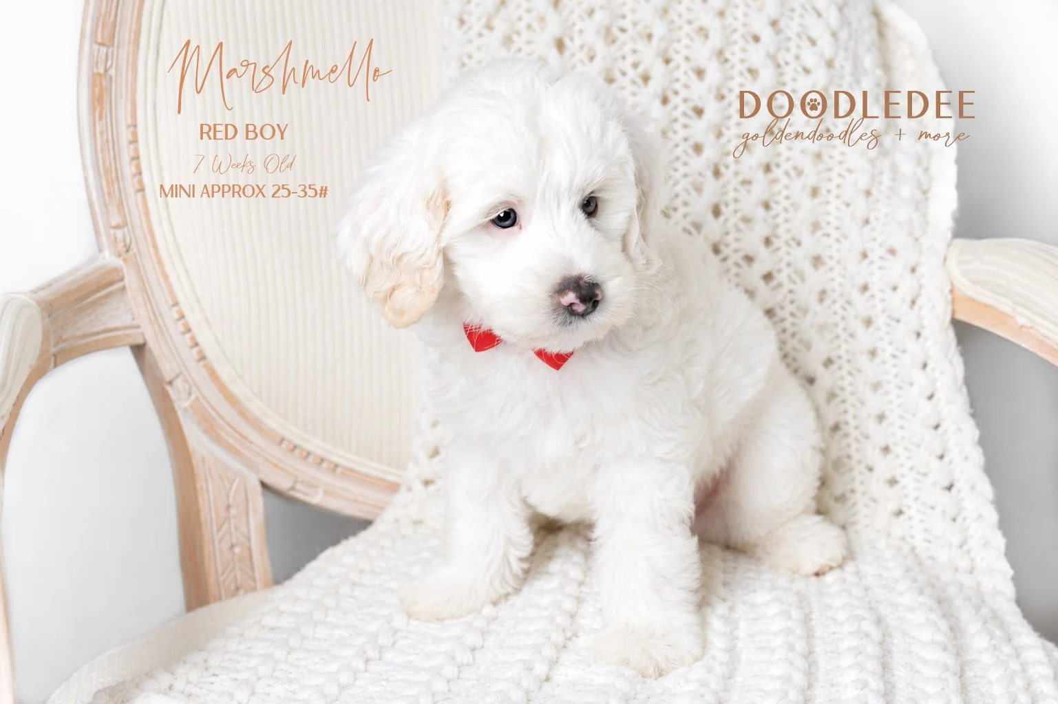 Mini Englsih Goldendoodle Male $3,000
