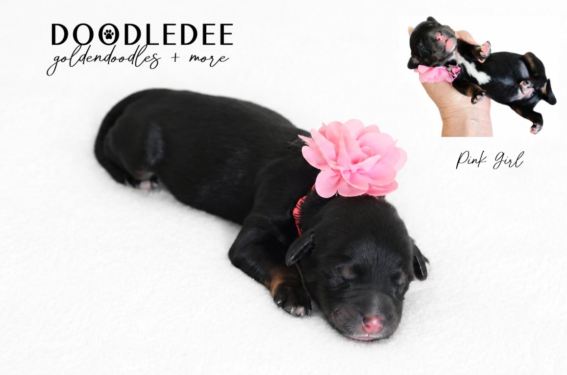 Mini Bernedoodle | Medium Bernedoodle | Standard Bernedoodle