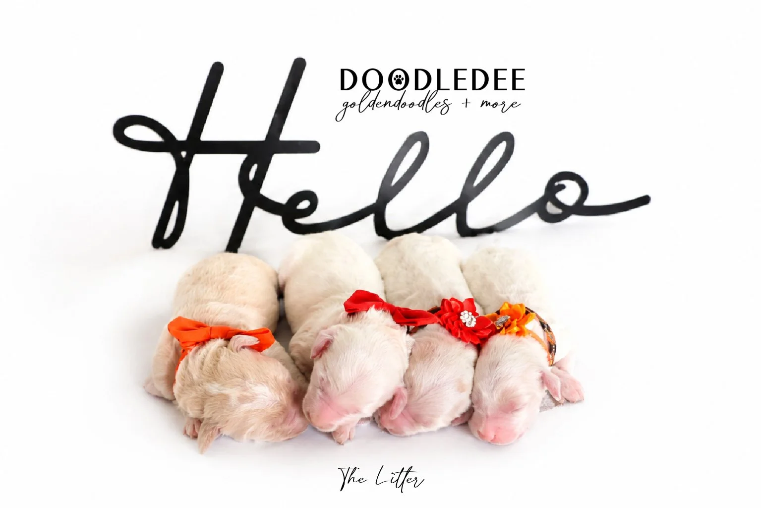 Mini Englsih Goldendoodles