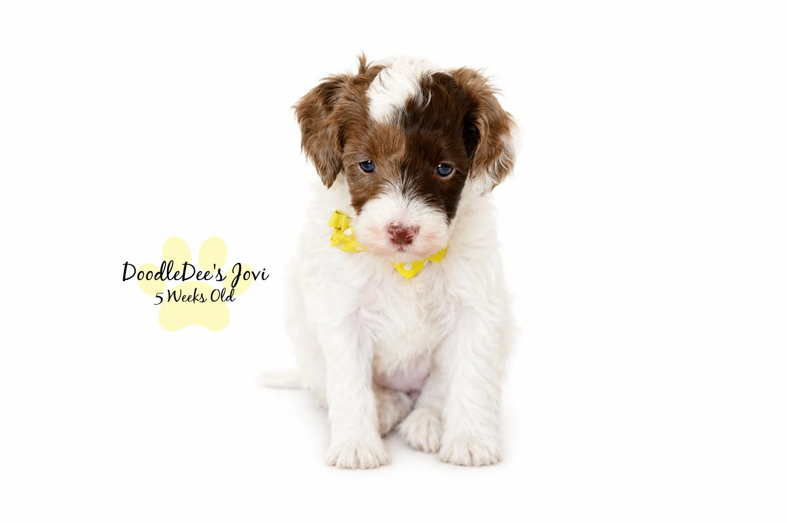 Micro Mini English Goldendoodle
