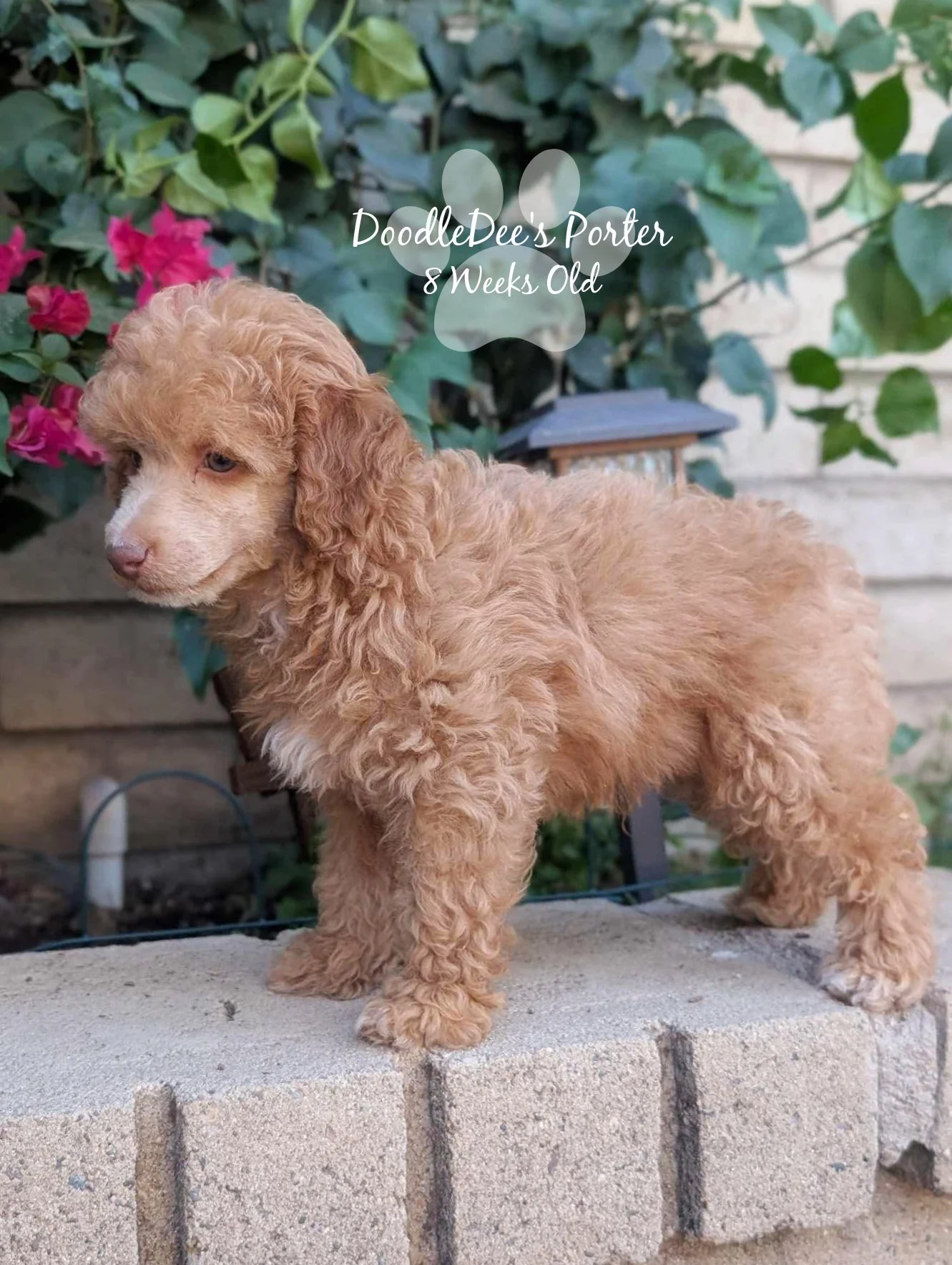 Mini Poodle Stud