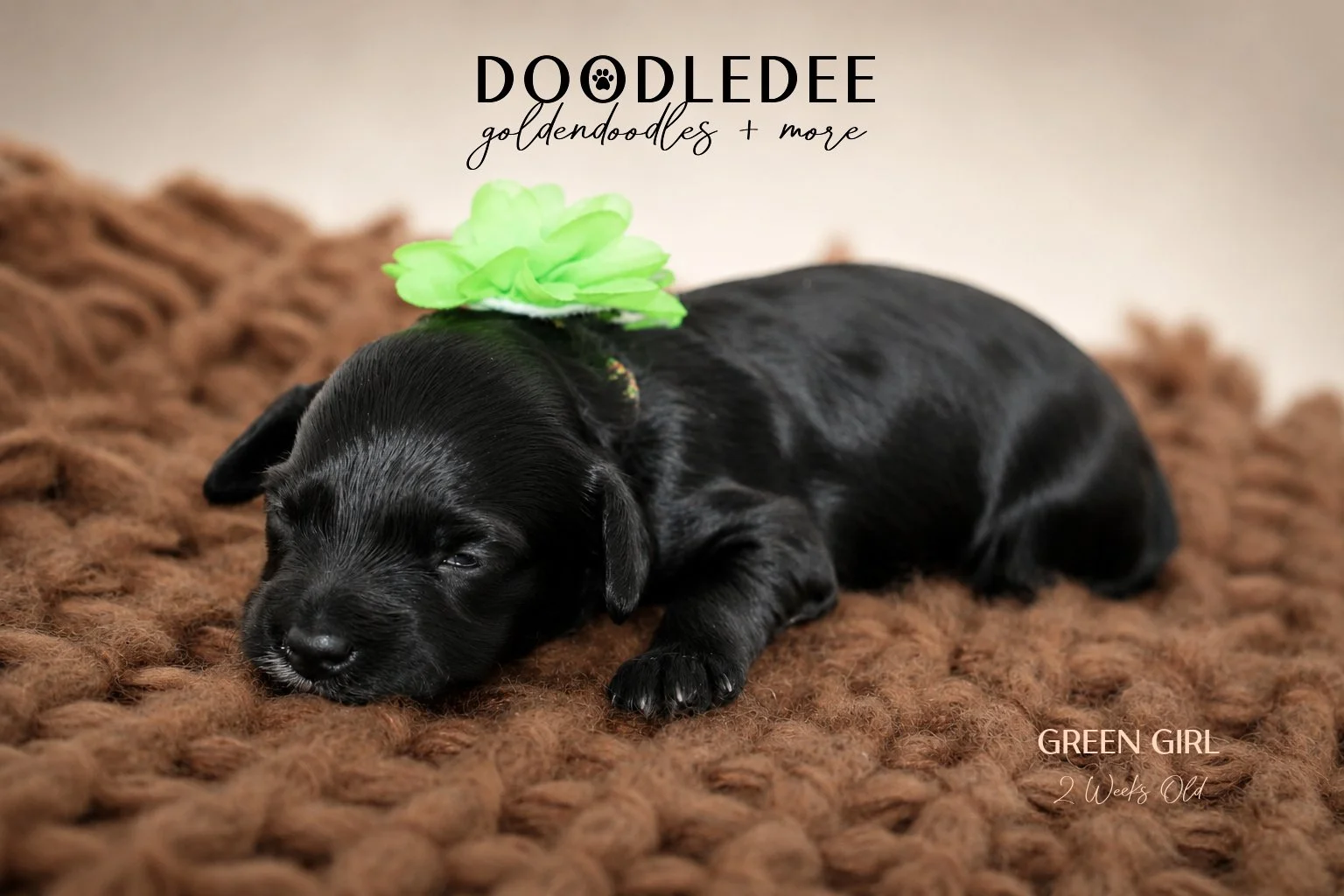 Micro Mini English Goldendoodles AVAILABLE SOLD