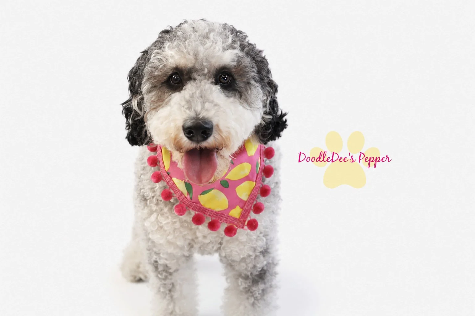 Pepper- Mini Bernedoodle