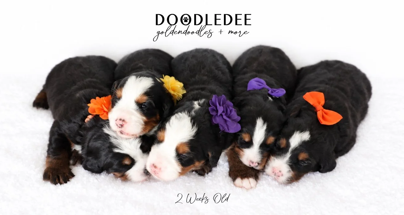 Mini Bernedoodle | Medium Bernedoodle | Standard Bernedoodle