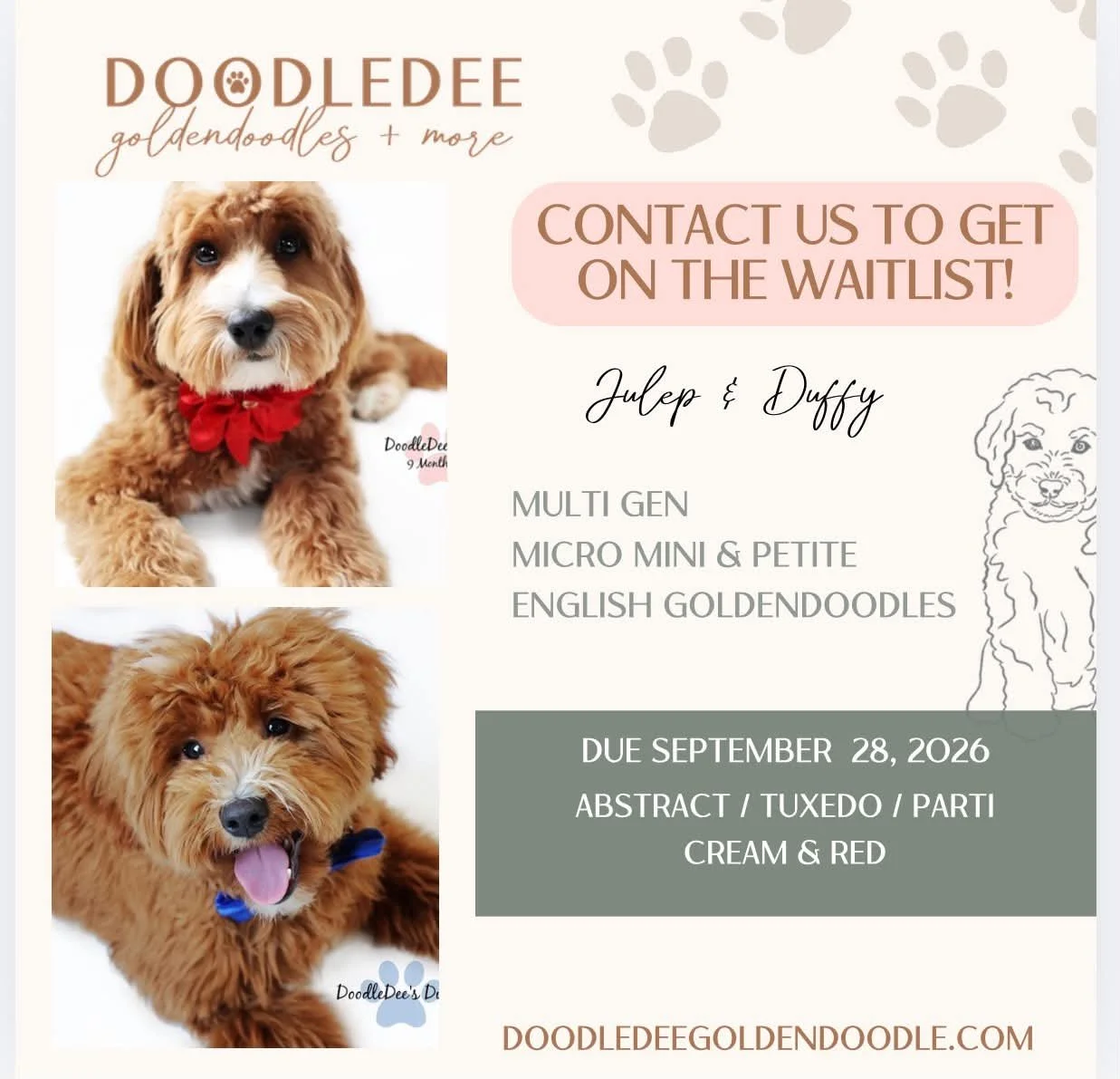 Micro Mini English Goldendoodle | Petite English Goldendoodle