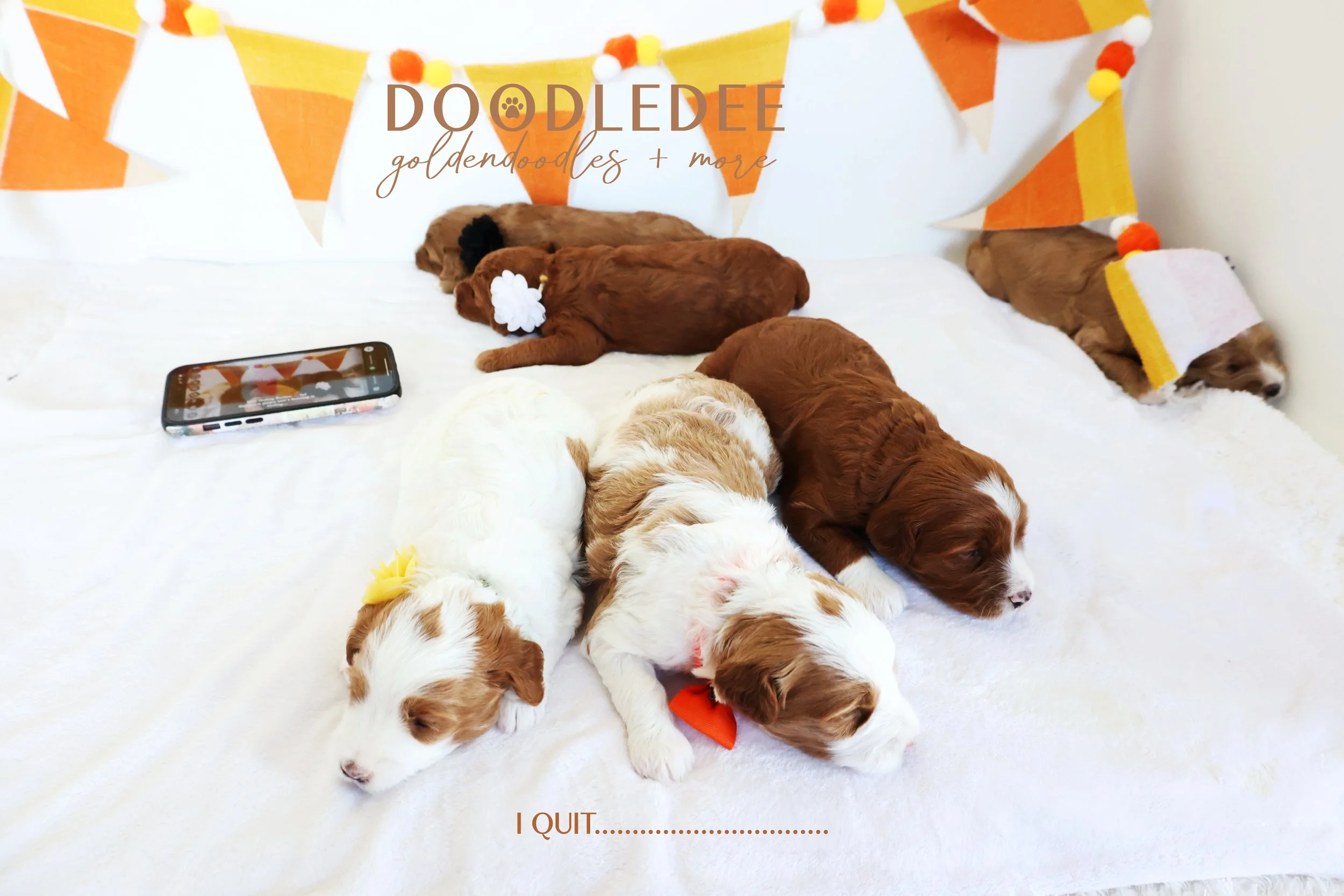 Mini English Goldendoodle Puppies