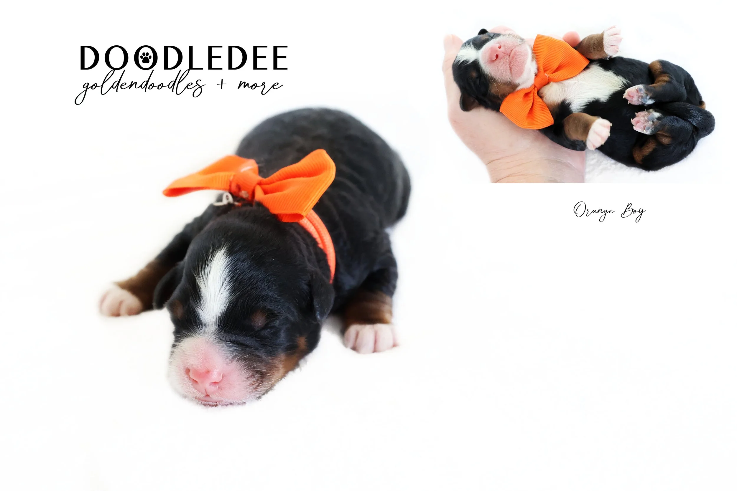 Mini Bernedoodle Puppies