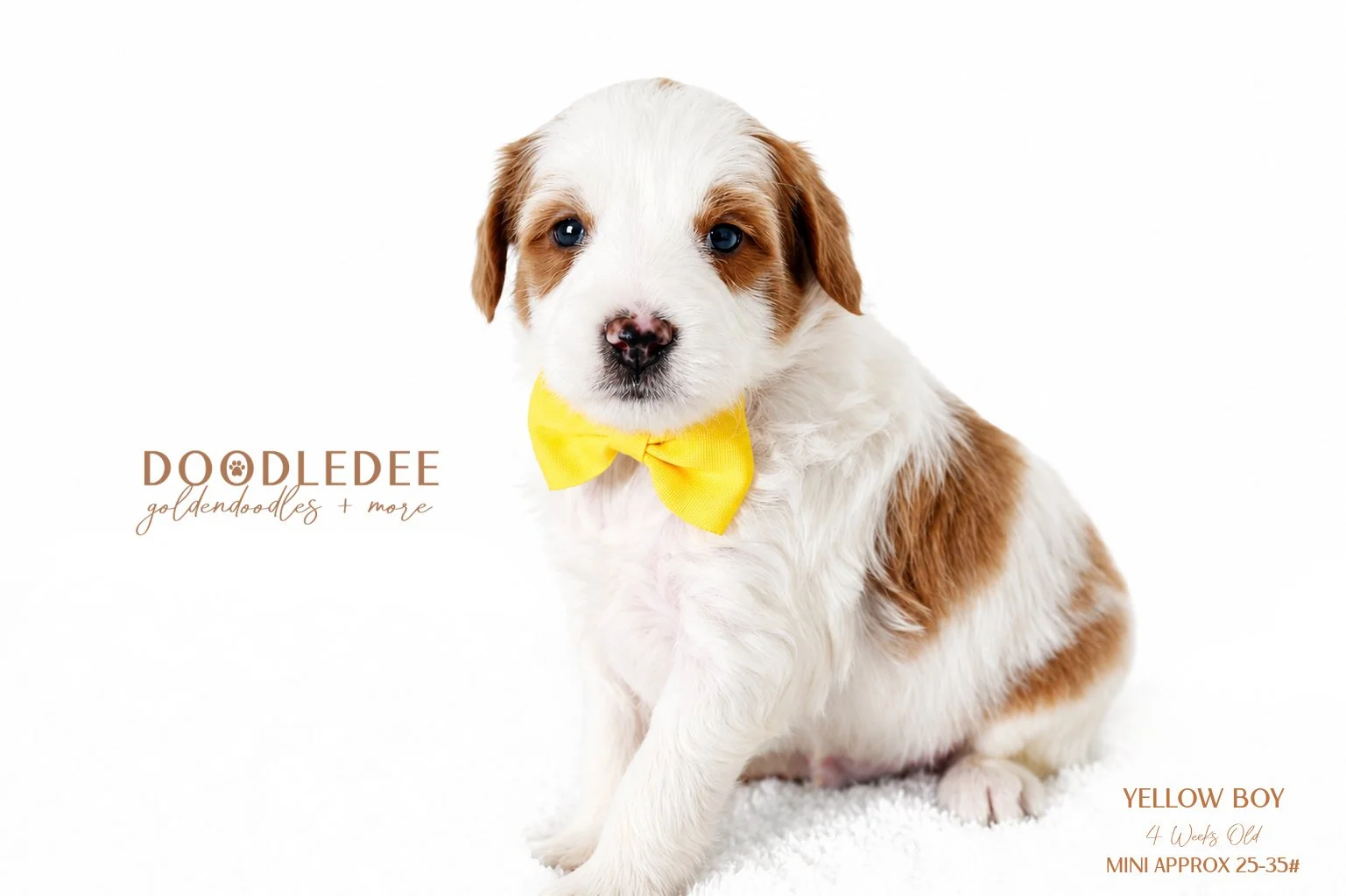 Mini English Goldendoodle AVAILABLE $3,000
