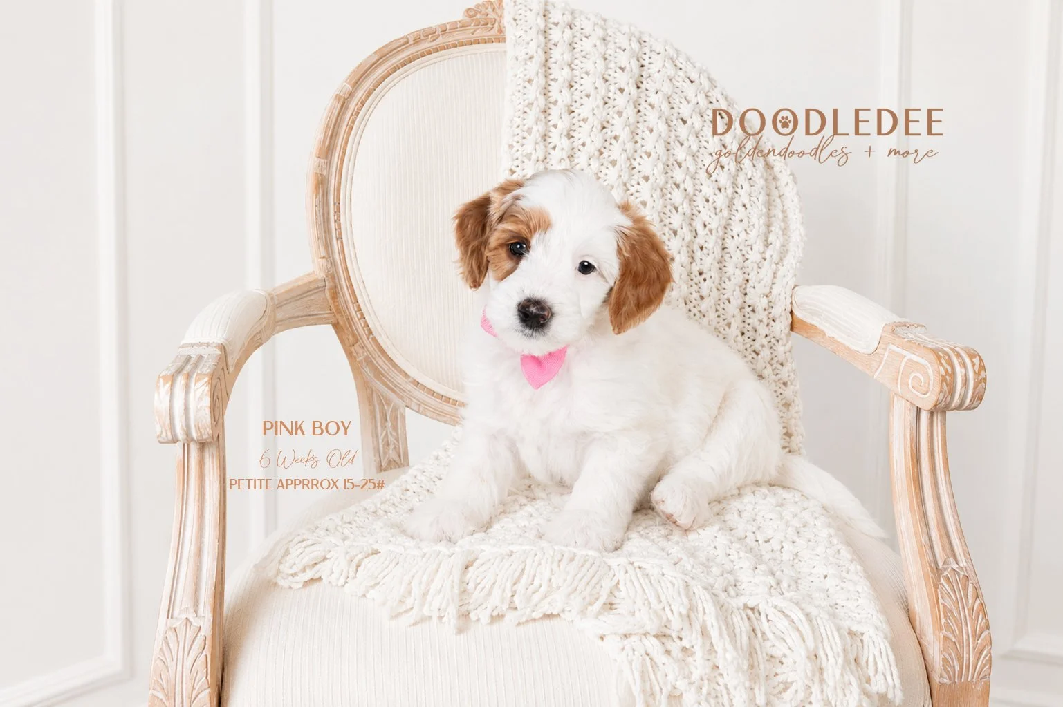 Petite English Goldendoodle AVAILABLE $3,500