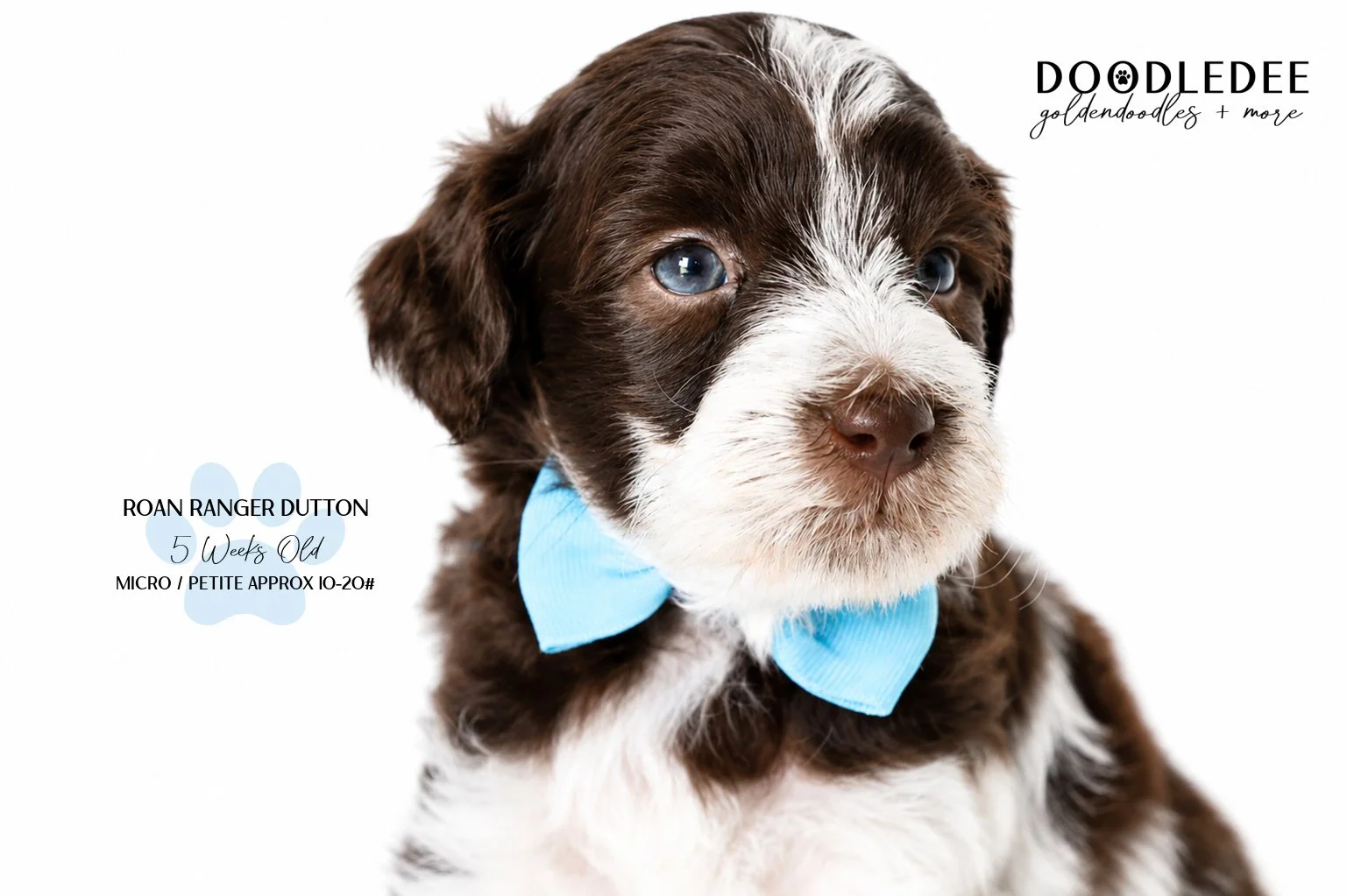 Chocolate Roan English Goldendoodle Stud