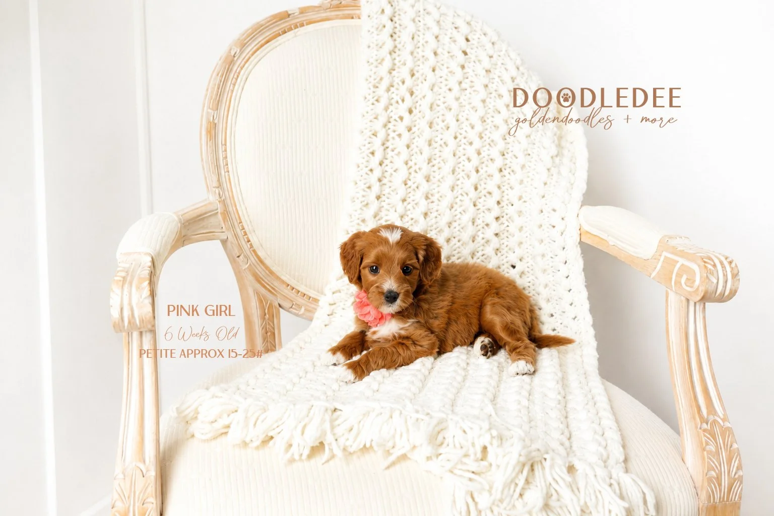 Petite English Goldendoodle AVAILABLE $3,500