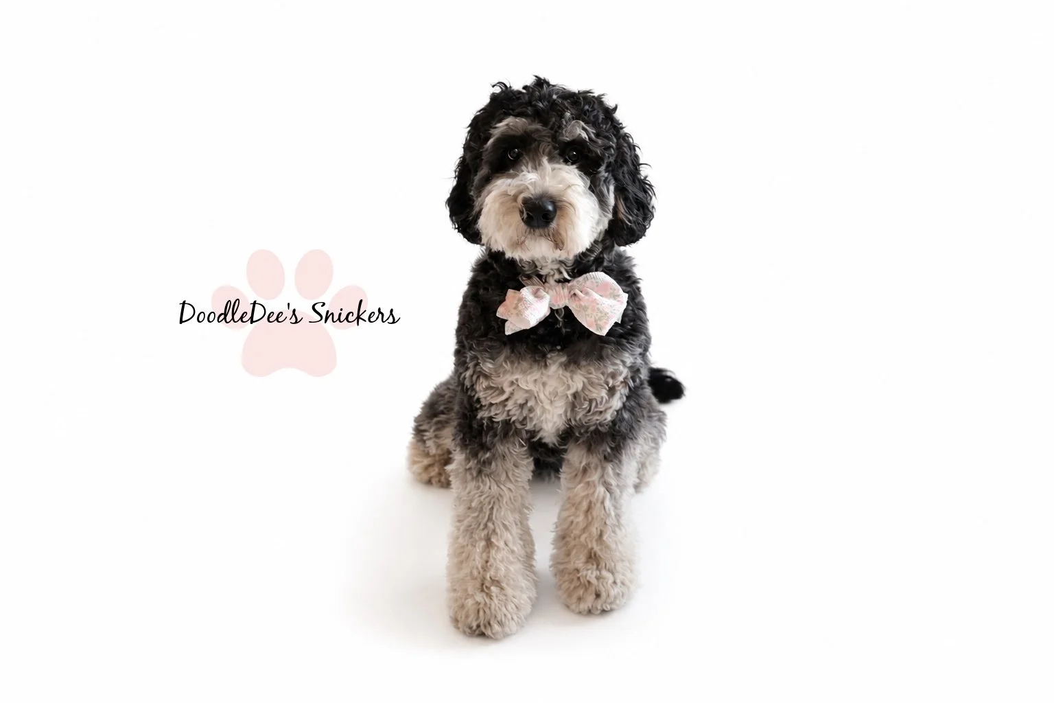 Snickers- Mini Bernedoodle