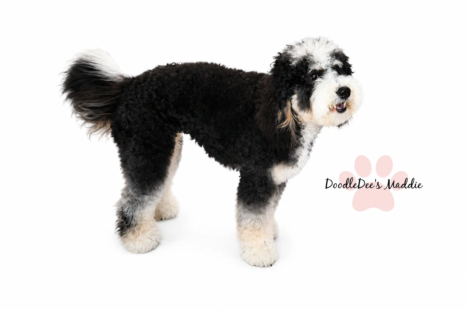 Maddie- Petite Bernedoodle