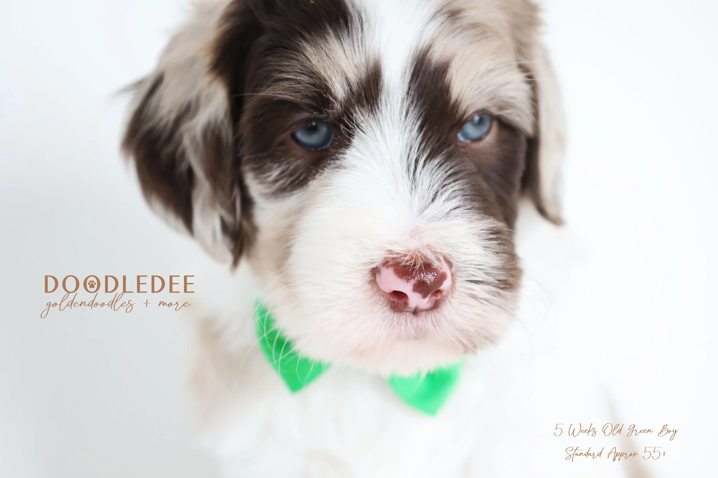 Standard English Goldendoodle SOLD