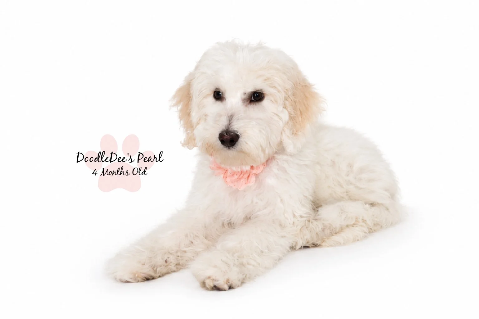 Petite English Cream Goldendoodle
16 Weeks Old 8.5#