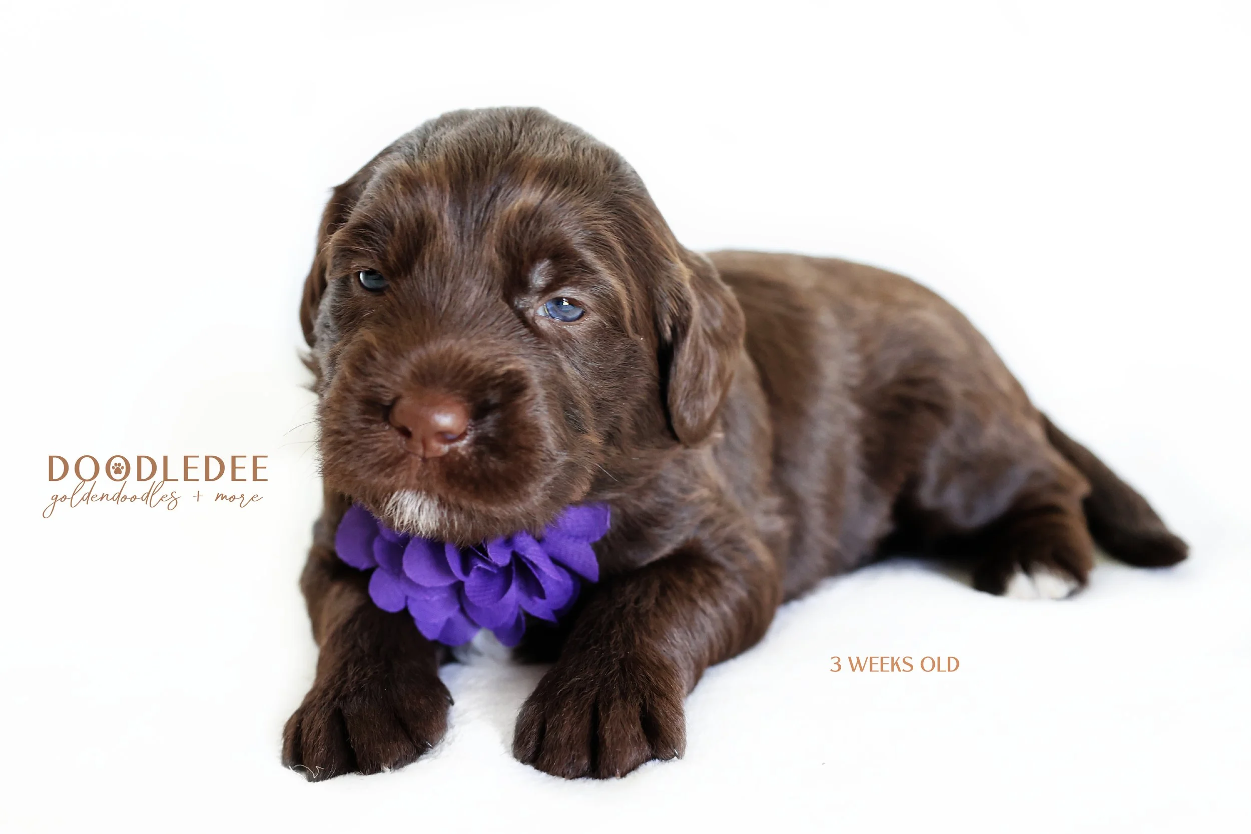 Medium English Goldendoodles, Standard English Goldendoodle BREEDER HOLD