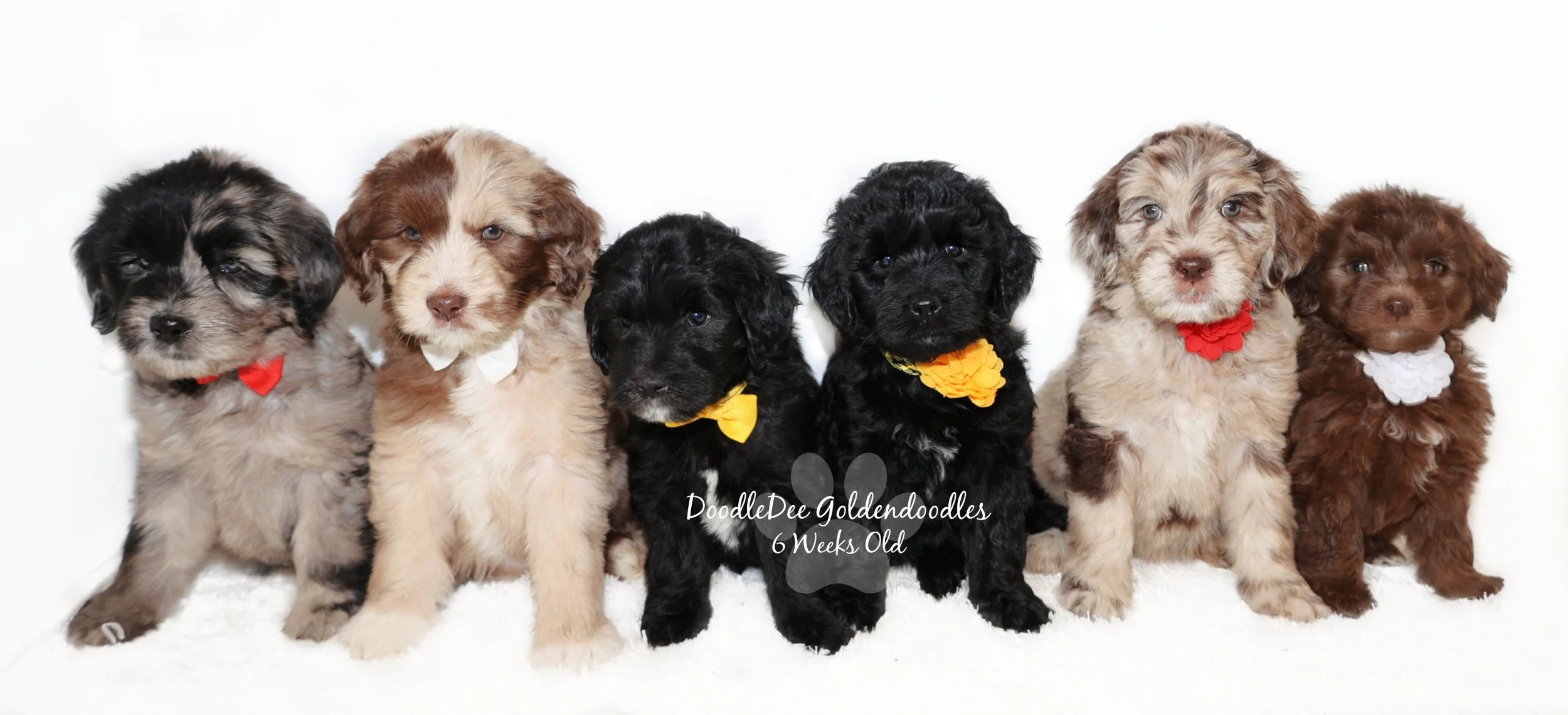 English Goldendoodle Puppies - Ducky