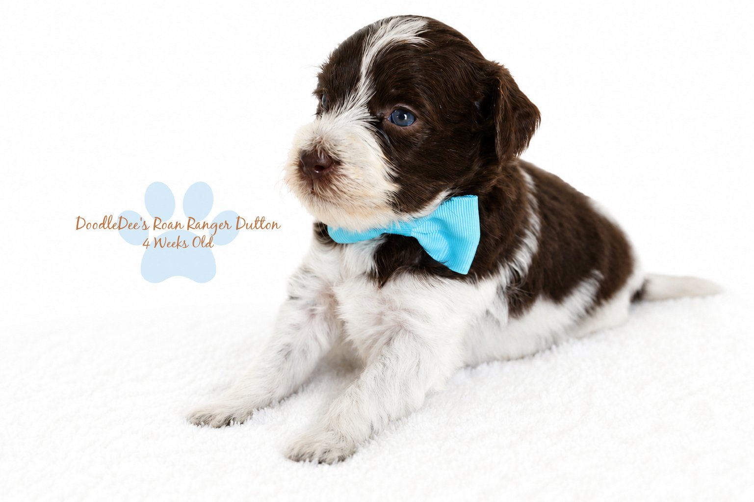 Micro Mini/Petite English Goldendoodle BREEDER HOLD