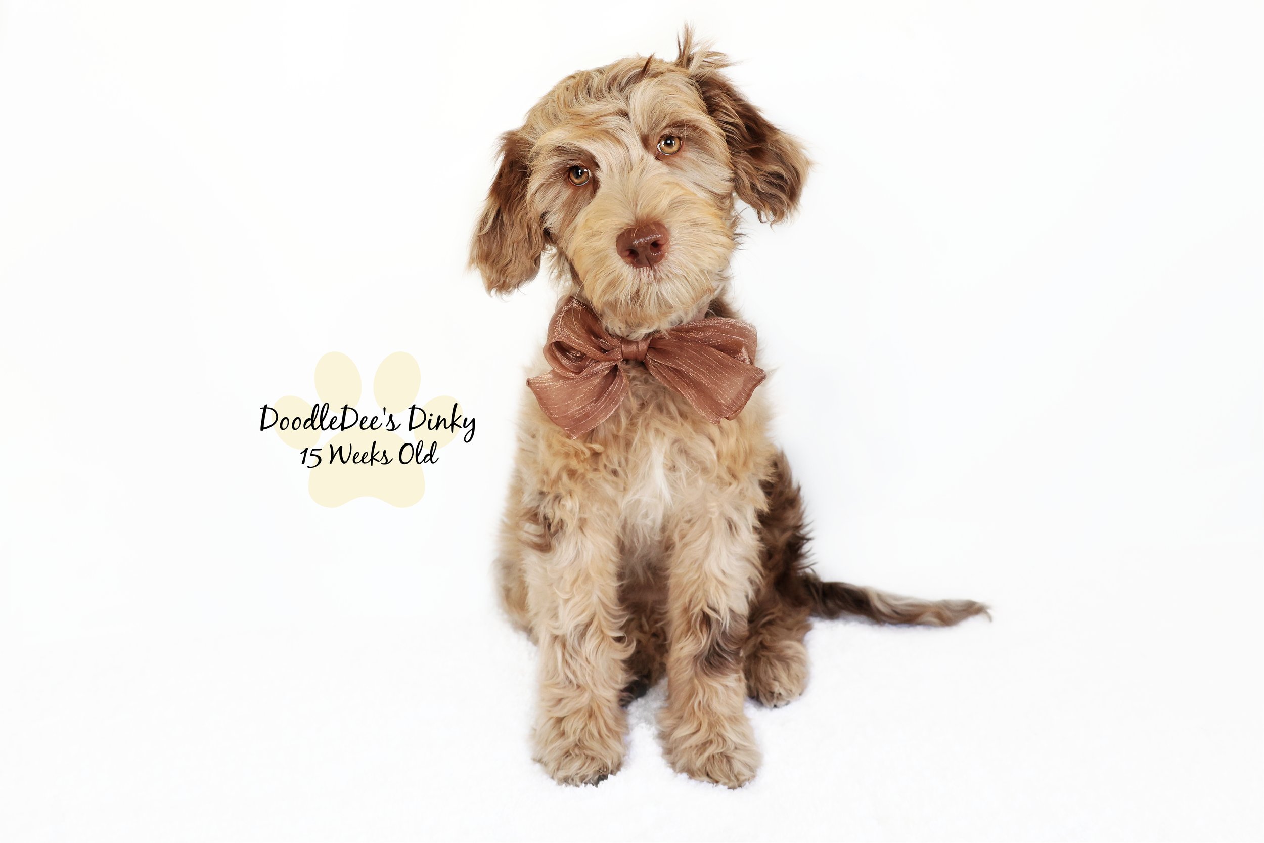 Chocolate Merle Goldendoodle