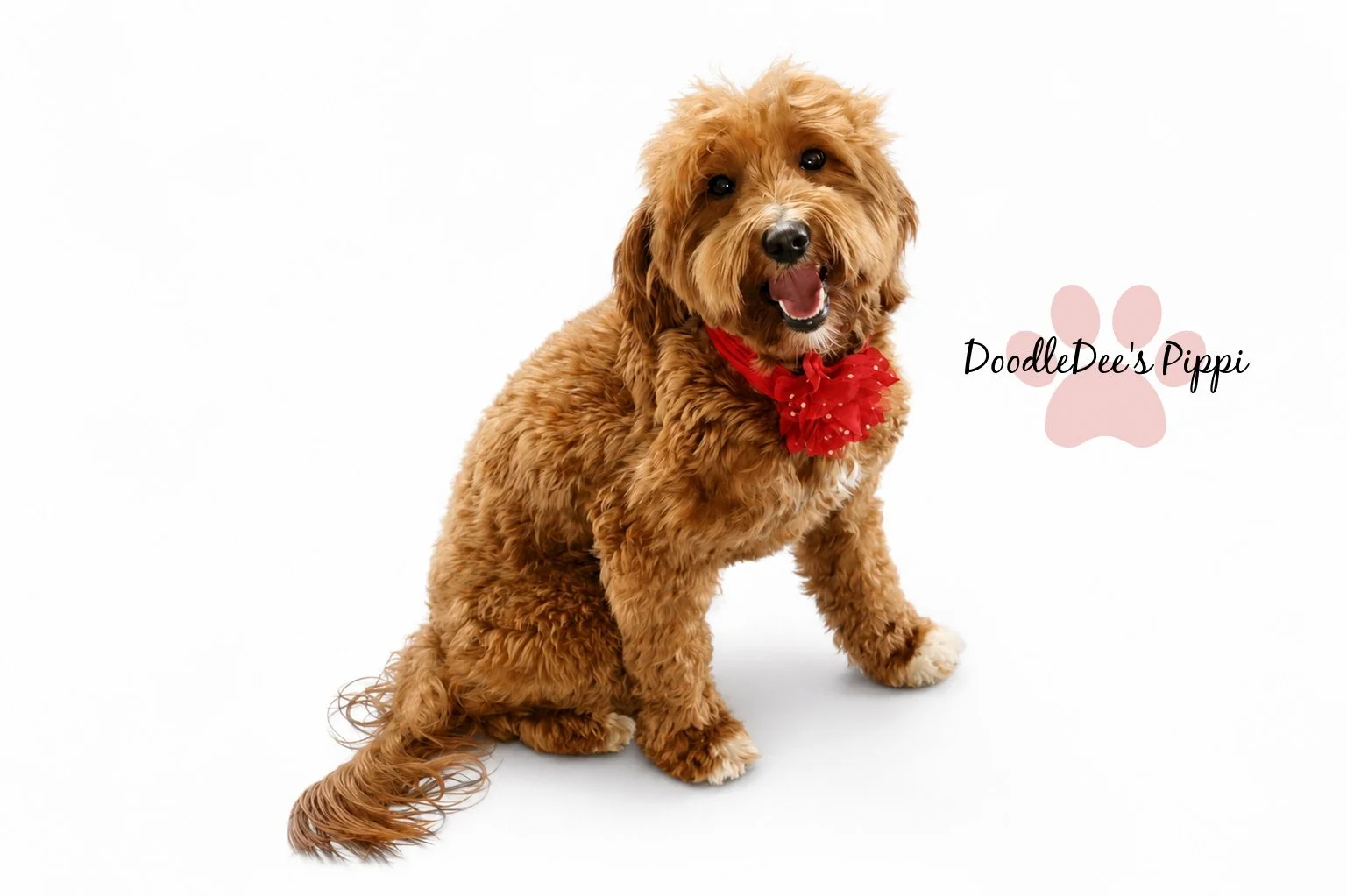 Micro Mini Red English Goldendoodle 16#