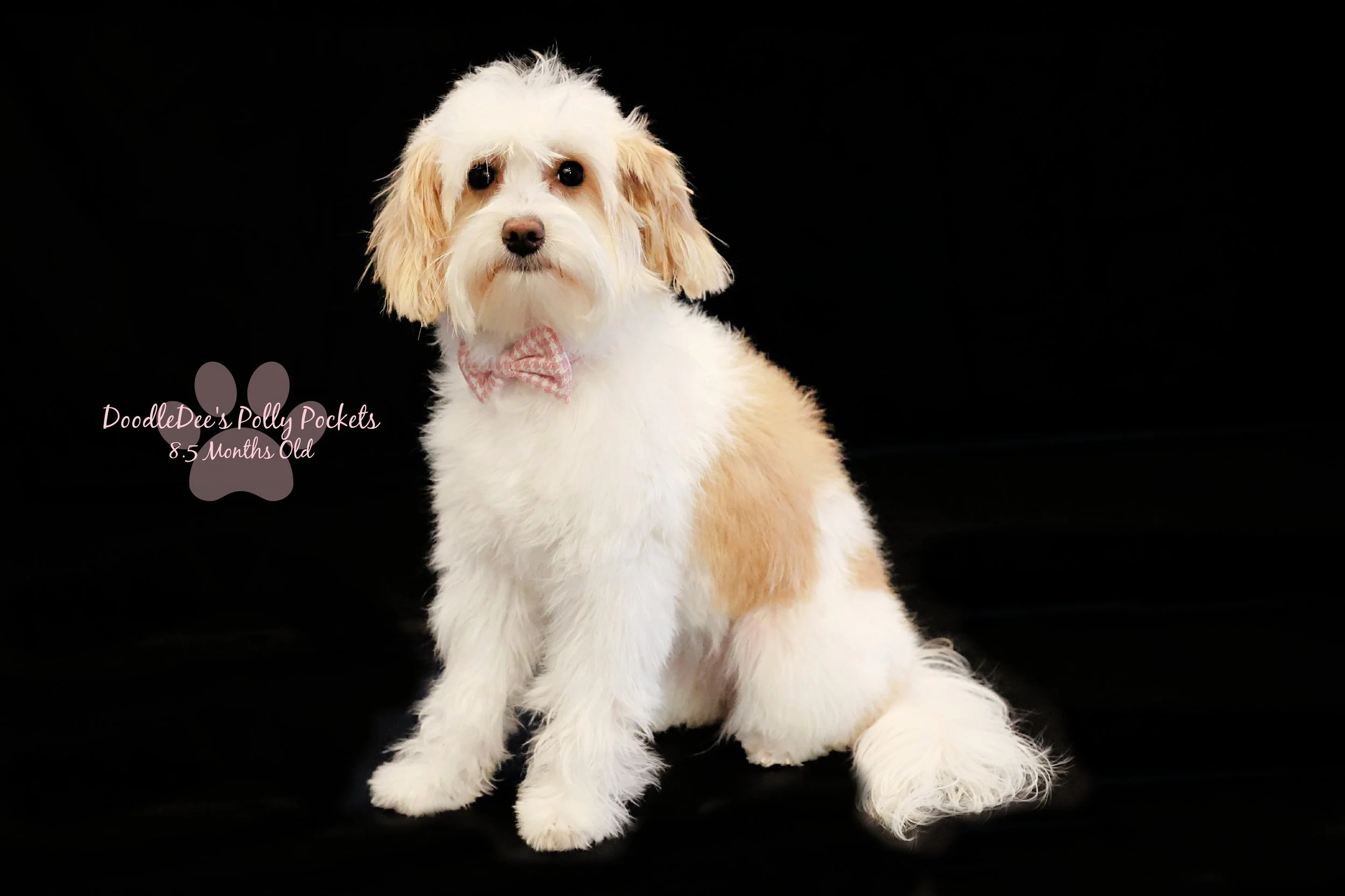 Micro Mini Bernedoodle - 10# and 13 Inches