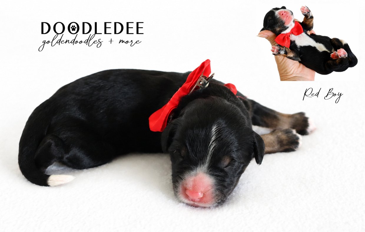 Mini Bernedoodle | Medium Bernedoodle | Standard Bernedoodle