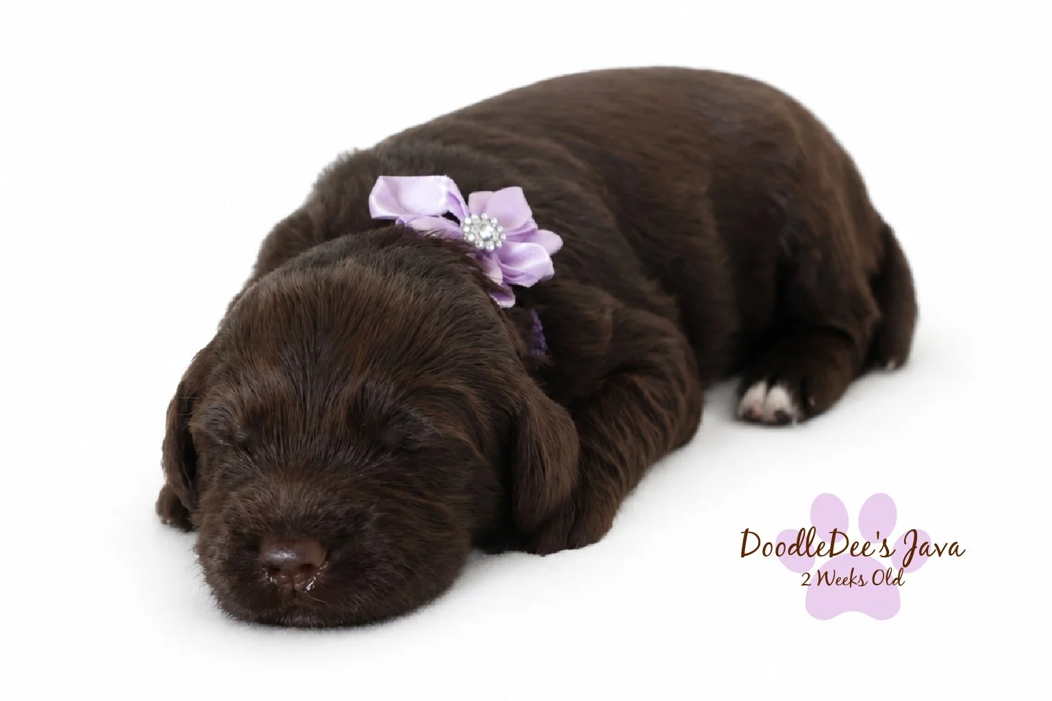 Medium English Goldendoodle