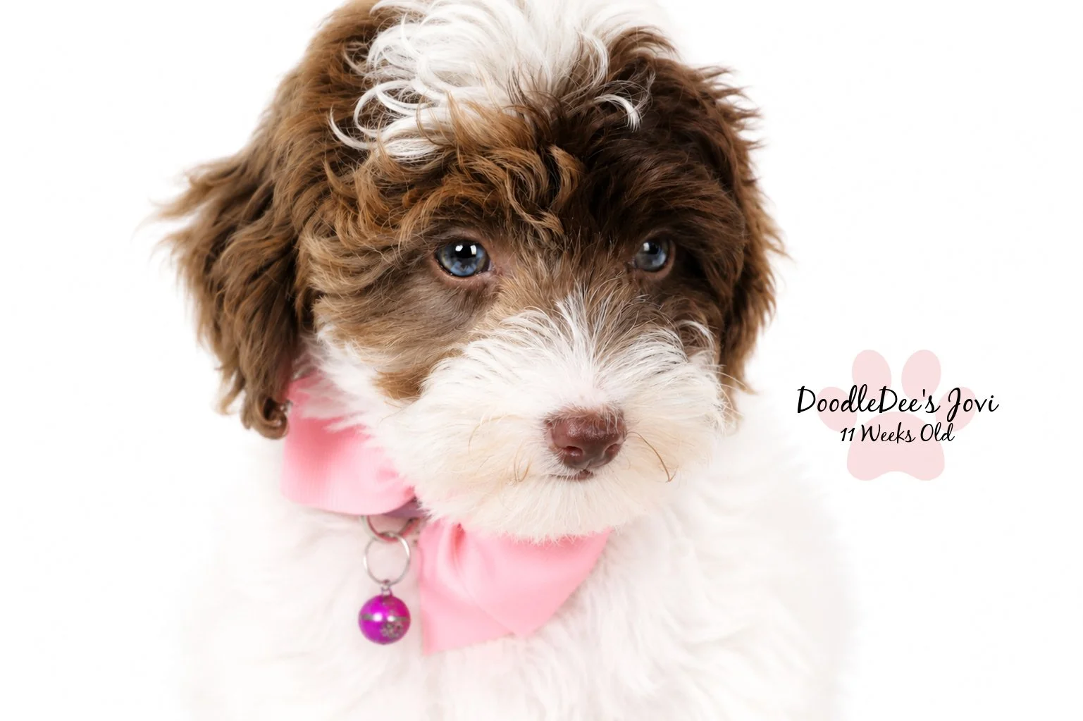 Micro Mini English Goldendoodle