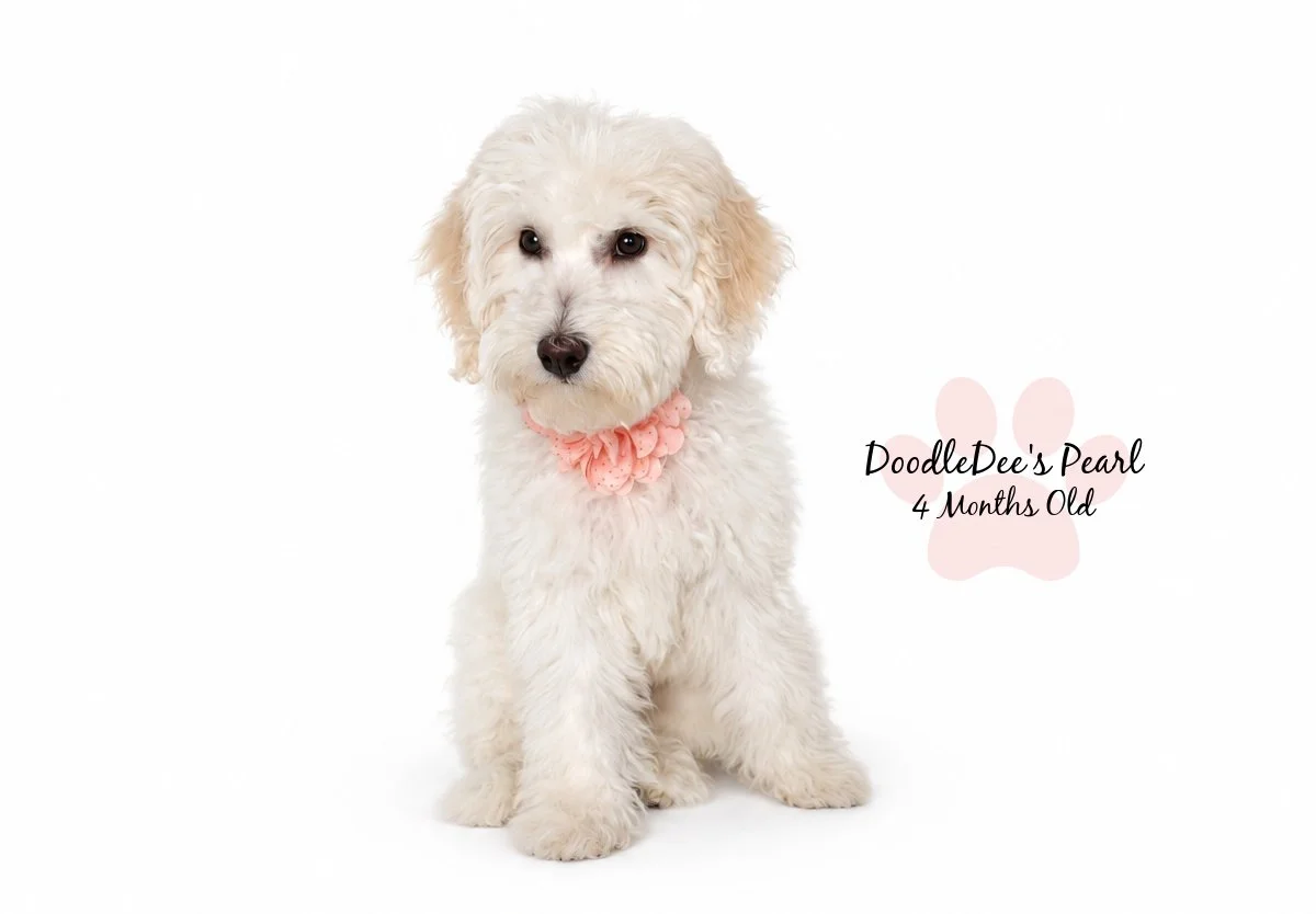 Petite English Cream Goldendoodle
16 Weeks Old 8.5#