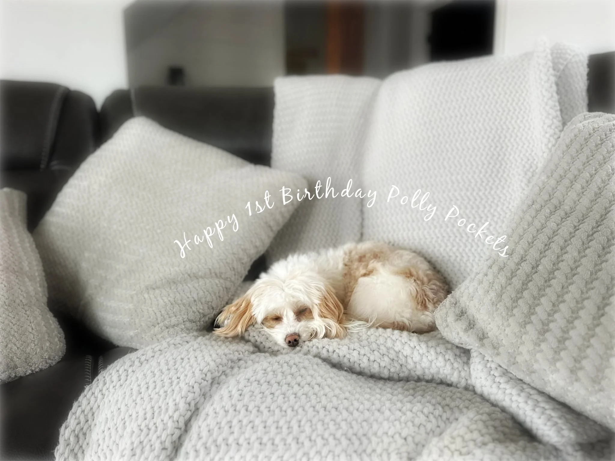 Micro Mini Bernedoodle