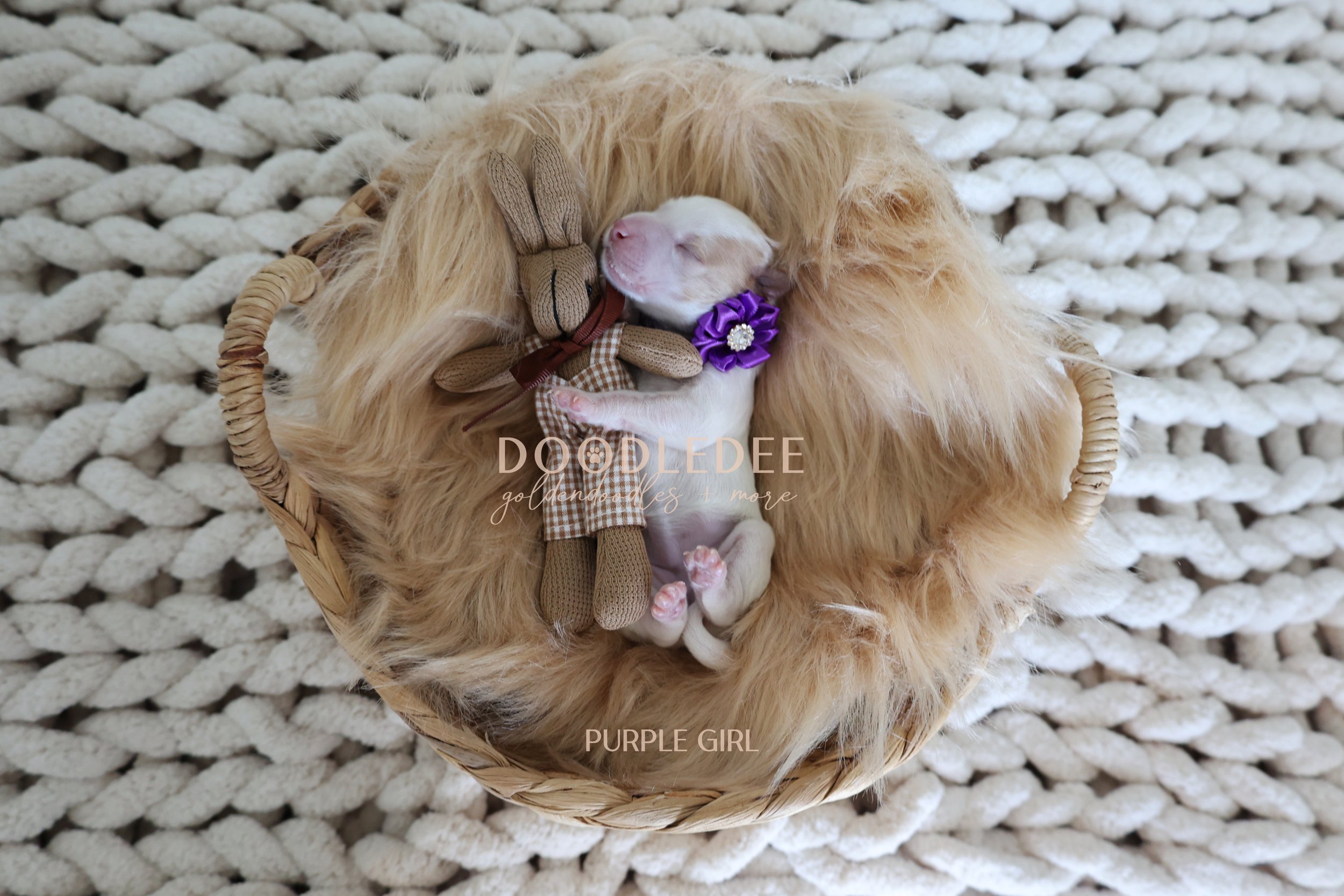 Mini English Goldendoodles