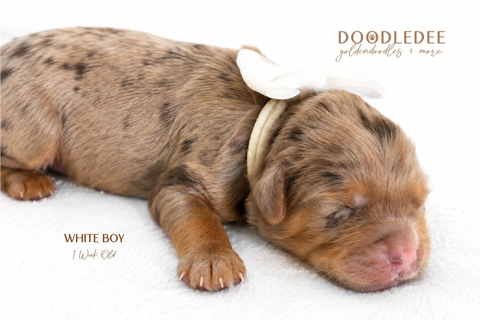 Petite / Mini English Goldendoodle Male- GUARDIAN OPPORTUNITY