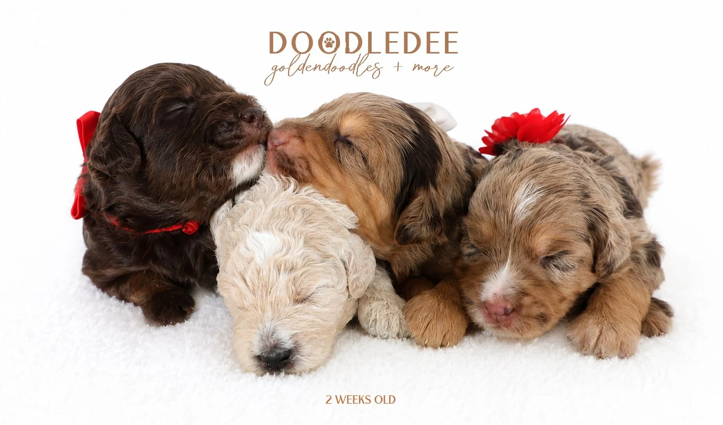 Mini English Goldendoodles