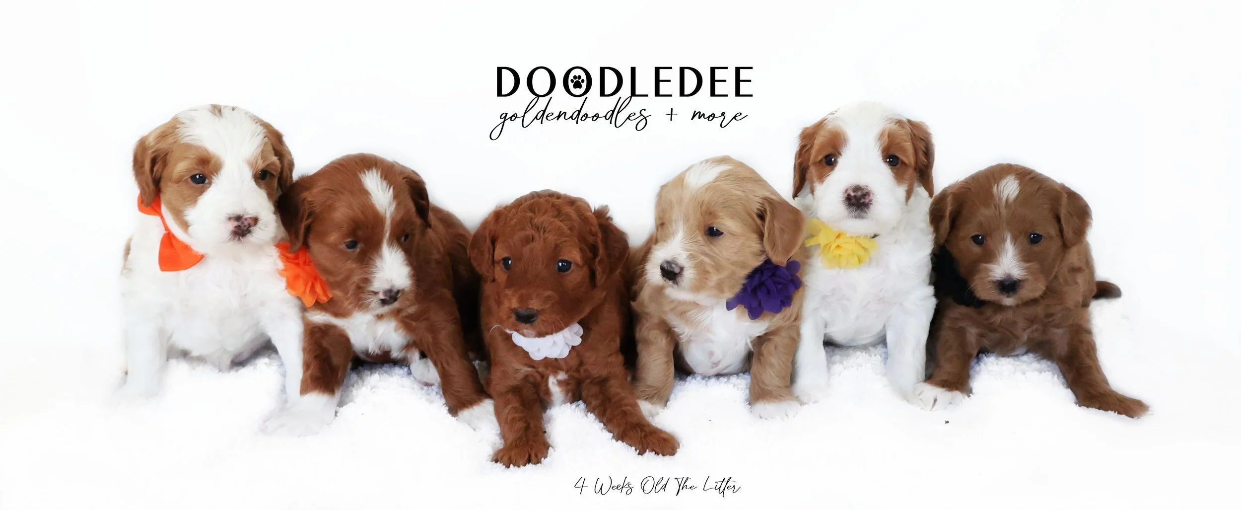Mini English Goldendoodle Puppies