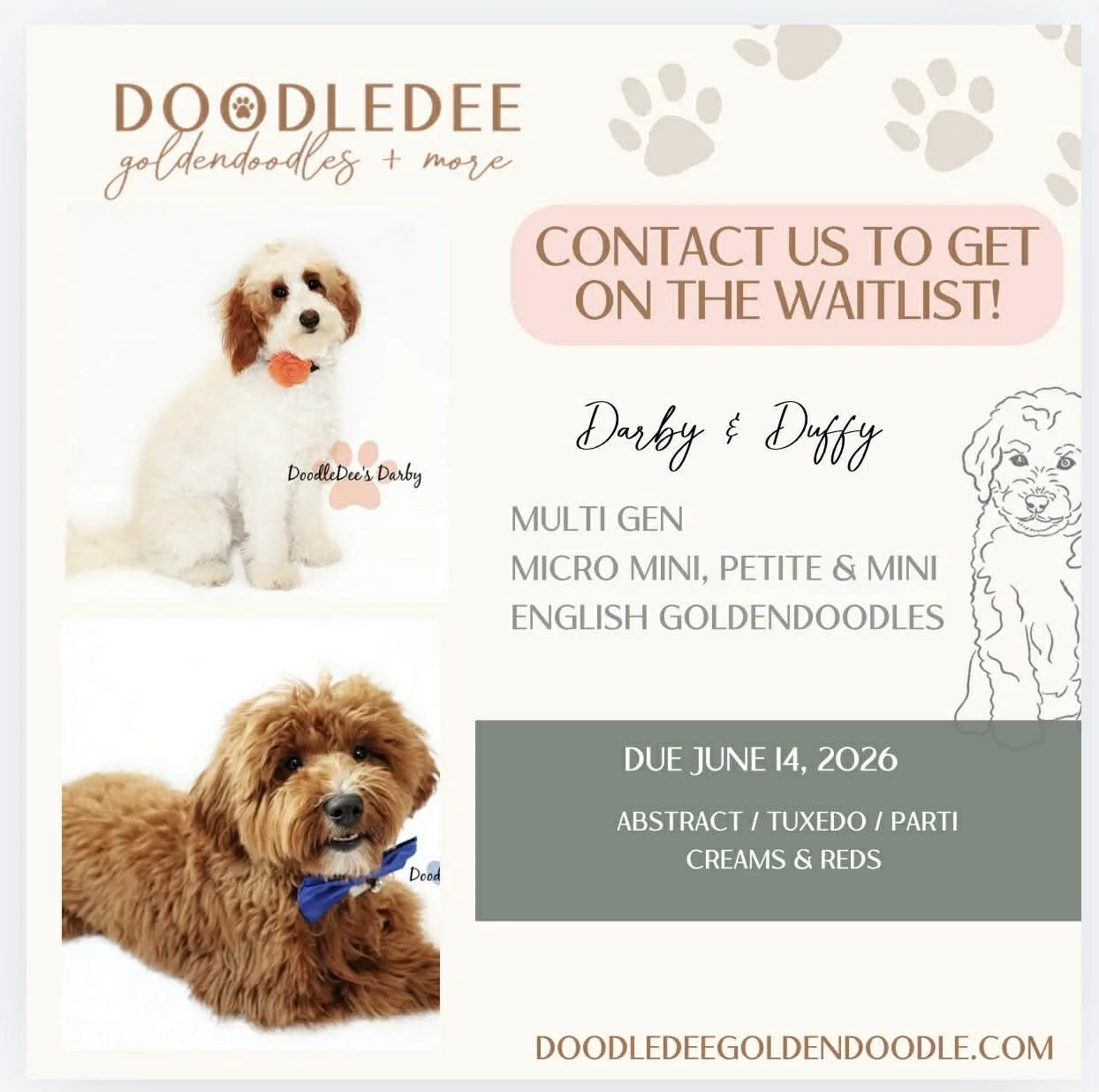 mini English goldendoodle puppies