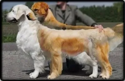 English Golden Retriever vs. American Golden Retriever: Health Considerations