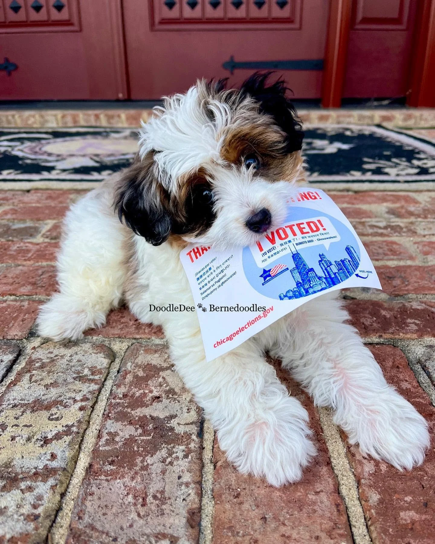 Why A Bernedoodle Is The Perfect Addition To Your Family