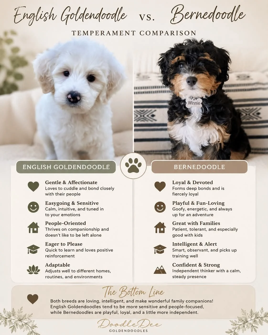 English Goldendoodle vs. Bernedoodle: Temperament Similarities and Differences: